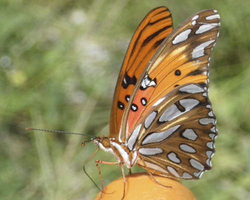 Butterfly Blast - Vernon Parish Louisiana