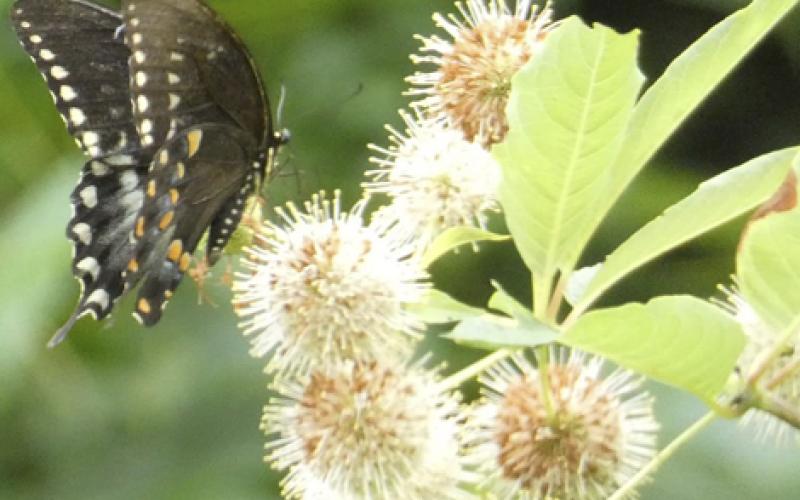 Basic Plant ID Workshop - Vernon Parish Louisiana