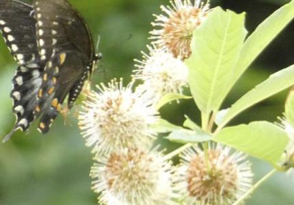 Basic Plant ID Workshop - Vernon Parish Louisiana